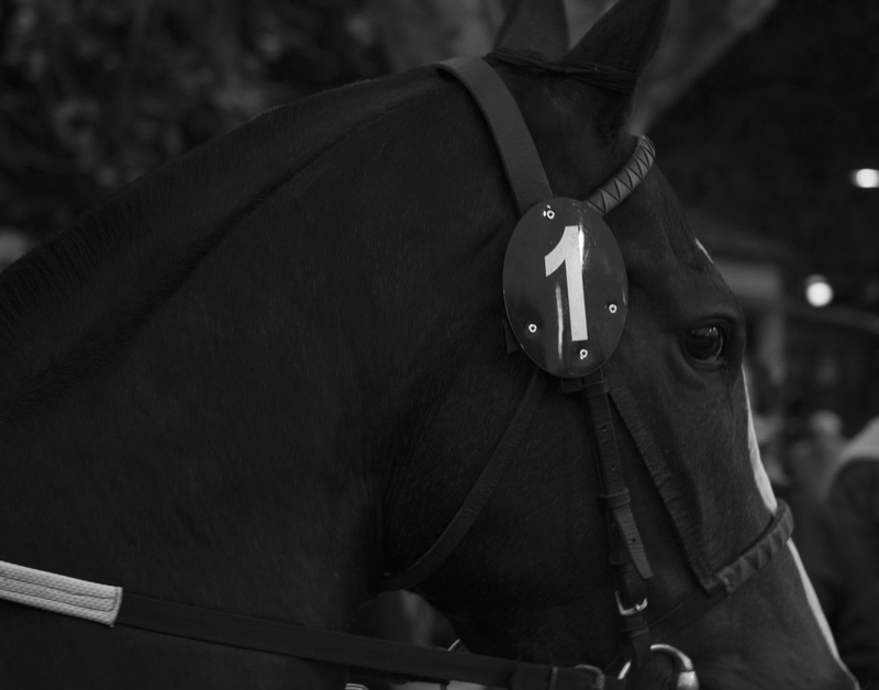 domestic animals, animal, animal wildlife, domestic, working animal, monochrome, horse, animal themes, mammal, representation, pets, animal body part, no people