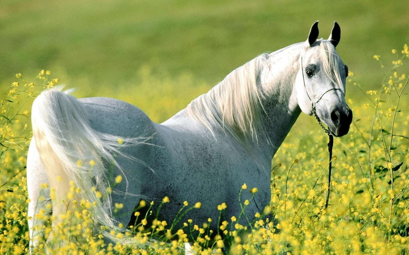 horse, animal Head, 1080P, beauty, flowering plant, domestic, animal, growth, profile view, animal themes, pets, mare, farm, walk, grass, plant, flowers