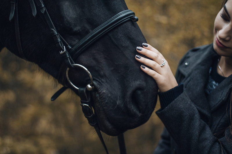 beautiful, nature, horse, fashion, moody, young Adult, women, outdoors, warmth, men, one Person, lifestyles, hand, fall, ring, stallion, rural Scene, female