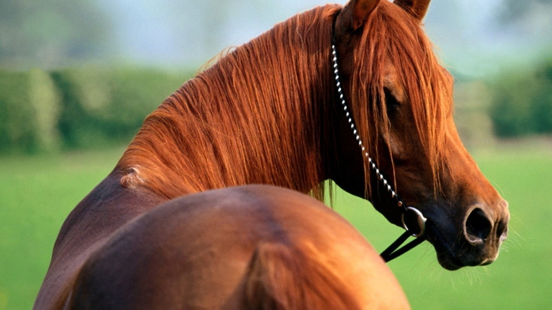 mammal, mane, paddock, no People, rural Scene, brown, close-up, herbivorous, animal body part, horse, pets, day, one Animal, field, animal, outdoors, farm