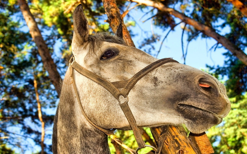 one Animal, 720P, horse, human Face, day, plant, low angle view, livestock, focus on foreground, animal themes, tree, bridle, brown, farm, rural Scene