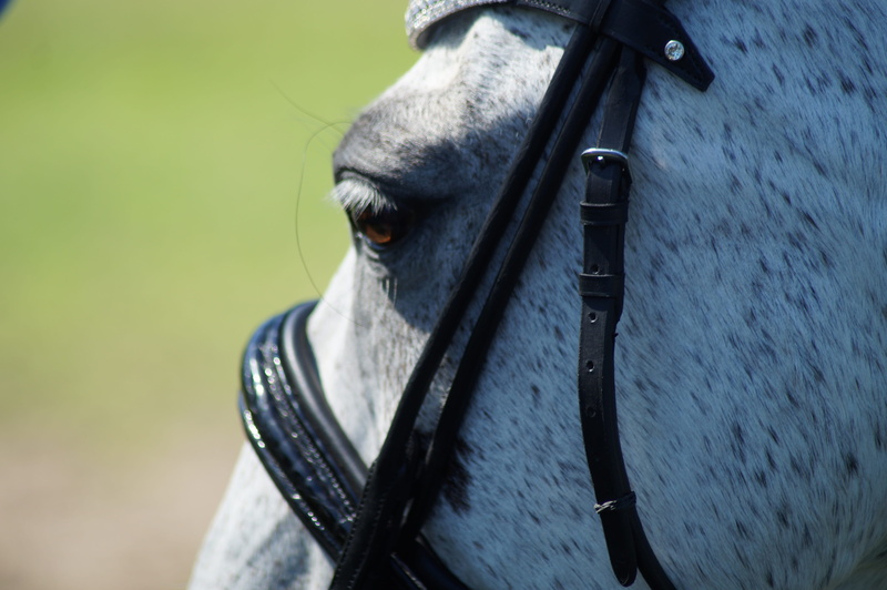 animal head, focus on foreground, livestock, bridle, one animal, horse, working animal, no people, animal themes, horses, animal, dressage, herbivorous