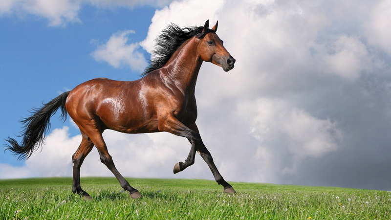 1080P, horses, portrait, domestic animals, meadow, horse, farm, field, equine, pet, animal, mare, equestrian, one animal, mammal, day, brown, animals