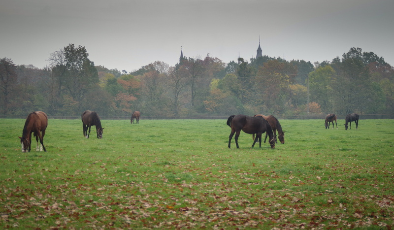 catwalk, domestic, plant, landscape, no people, environment, group of animals, livestock, animal themes, bridle, horses, race horse, meadow, 4K, domestic animals