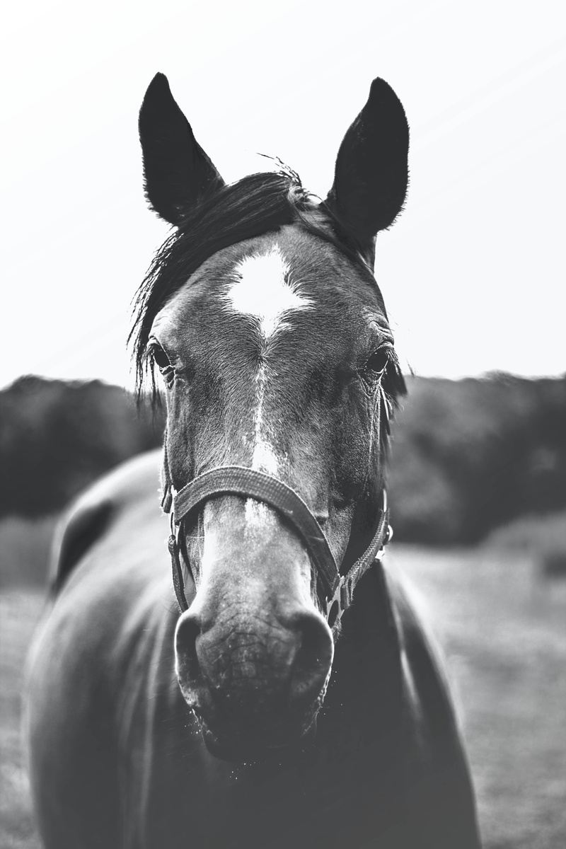 bridle, field, animal head, animal body part, animal themes, close-up, vertebrate, animal eye, no people, grayscale, mammal, day, man, photography, monochrome