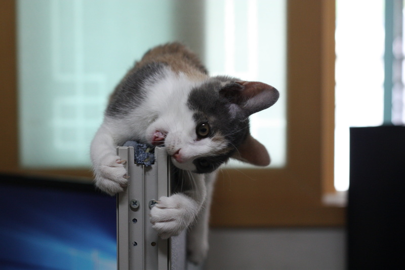 animal eye, whisker, 4K, looking, nori just, kitten, one animal, focus on foreground, pets, close-up, vertebrate, indoors, Cat, young animal, animal, looking away