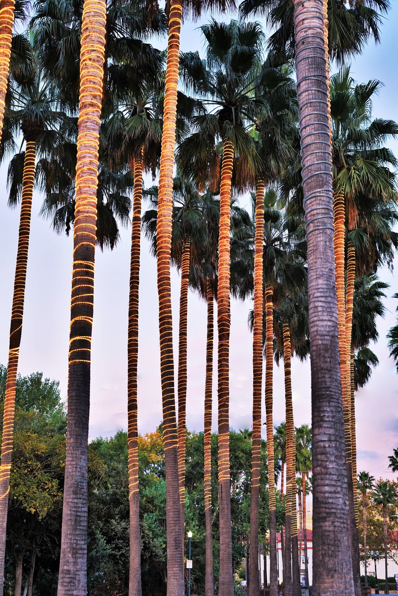 palm leaf, tranquility, trees, low angle view, travel destinations, palm tree, palm, plant, trunk, treelined, beauty in nature, architectural column, yellow