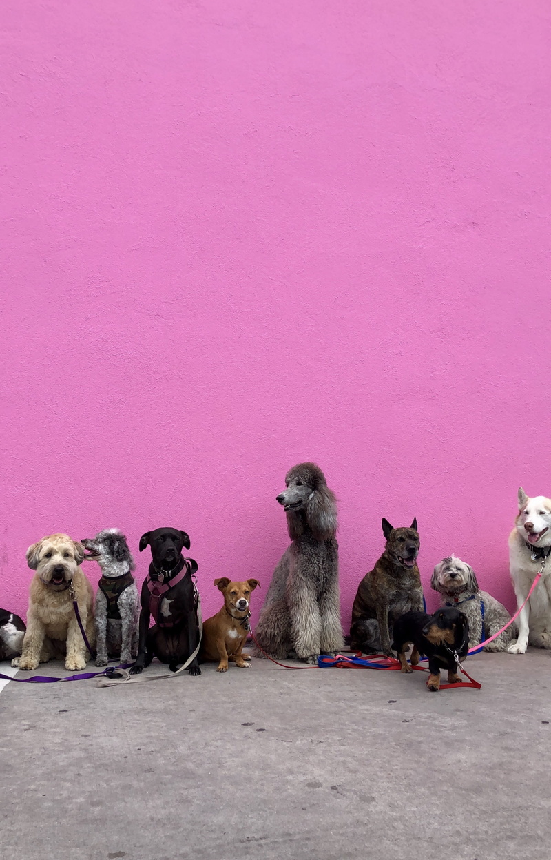 mammal, fall, lineup, dog walker, pink, in a row, sitting, no people, copy space, art and craft, purple, domestic, untitled, los angeles, dogs, animal family