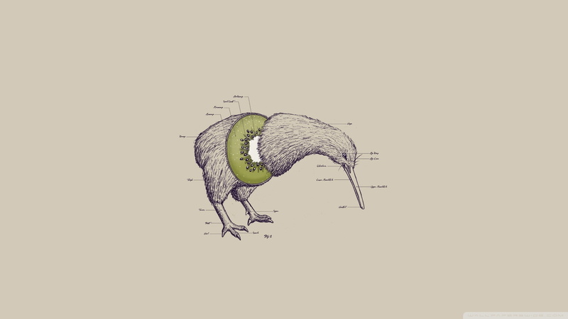 no people, nature, sketch, vertebrate, outdoors, isolated, side view, cut out, engraved Image, science, paws, zoology, kiwi, animal wildlife, beak, animal body part