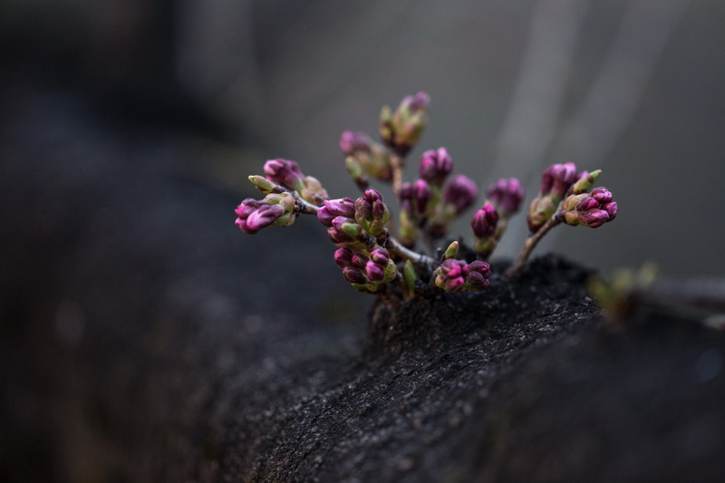 no People, flower, flowefrs, new life, beauty in nature, tree, pink color, selective Focus, macro, flowering plant, petaled, flower arrangement, shift