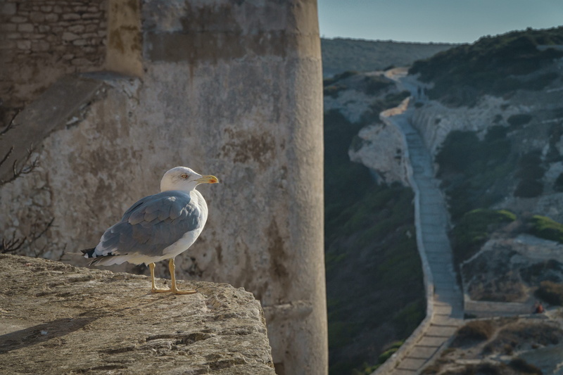 overlooking, morning, seagull, focus on foreground, wall, nature, sea, dove, wooden post, rock, solid, sun, outdoors, fortress, day, rock - object, animal wildlife