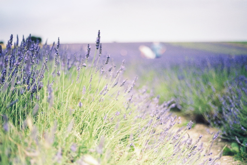widescreen, lavender, fullscreen, field, background, 1080P, flowers, full screen, plant, bed, HD, greens
