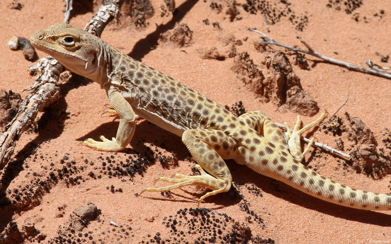 reptiles, 1080P, desert, lizards