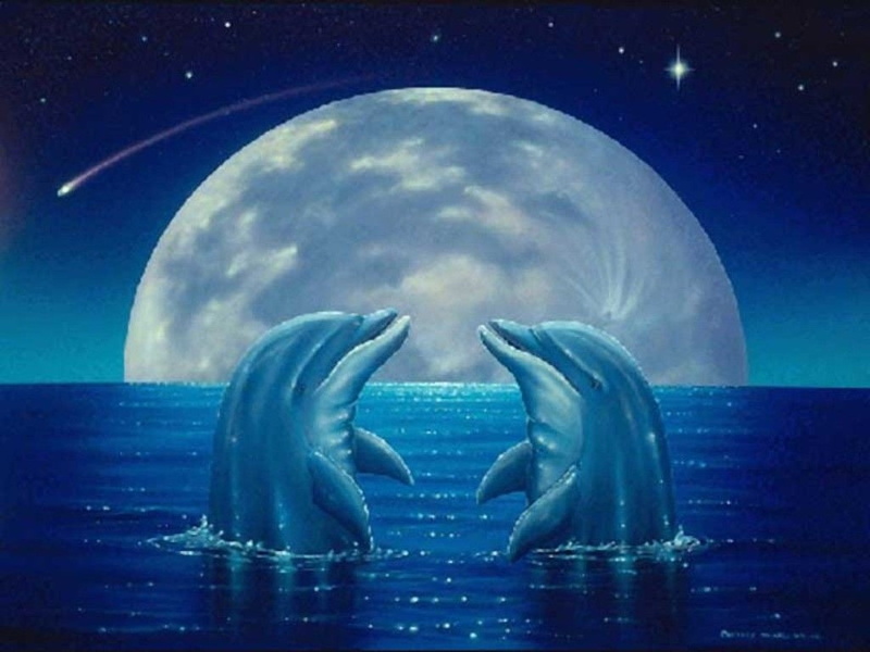 water, digital composite, 480P, night, group of animals, full moon, Deutschland, animals in the wild, animal, Mond, Wasser, cloud - sky, nature, blue