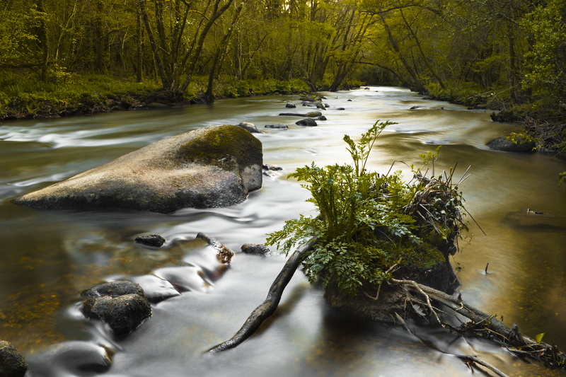 tree, Finistère, Quimper, moss, Bretagne, vert, time, breton, soirée, bord, green leaf, nature, Monde, pierre  courant, forêt, trees, river, nikon  D3100