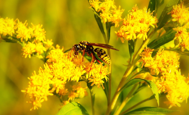 outdoors, yellow, animals in the wild, nature, color, invertebrates, close-up, animals, fly, model, flowering plant, beauty in nature, freshness, animal