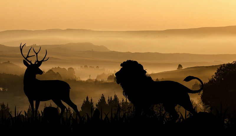 beauty in nature, africa, animal wildlife, sun, domestic animals, vertebrate, mammal, sunrise, one, park, 2K, mountain, national, field, animal themes