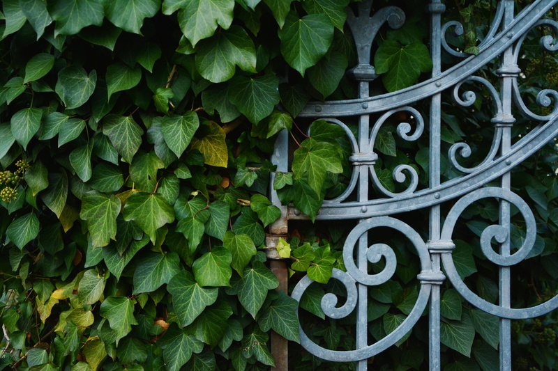 fence, pattern, ivy, plant part, security, wrought iron, green color, near, verschnörkelt, metal, shaped, boundary, backgrounds, nature, 5K, growth, ornate