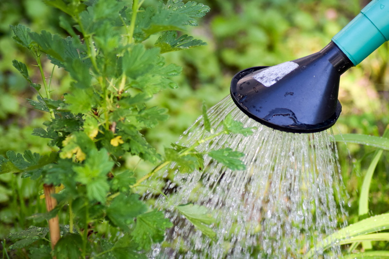 close-up, tree watering, nature, crop, no people, agriculture, drought, Watering, casting, plant, focus on foreground, outdoors, Tree, macro, plant watering