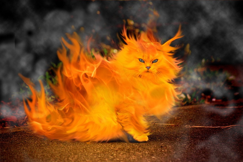 720P, Cat, burning, feline, Elemental, animal, mammal, fire - natural phenomenon, looking at camera, heat - temperature, motion, pets, one animal, domestic