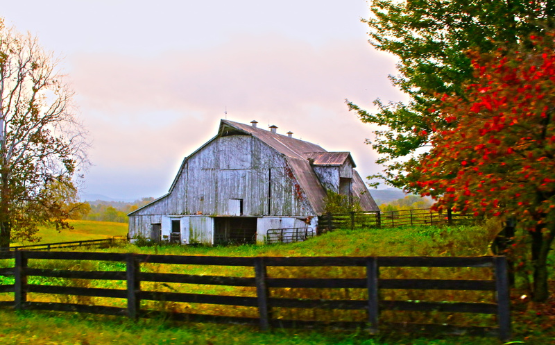 agricultural building, daytime, plant, wooden, near, fence, white, outdoors, building, green, surrounded, no people, bar, grass, 5K, rural scene, autumn