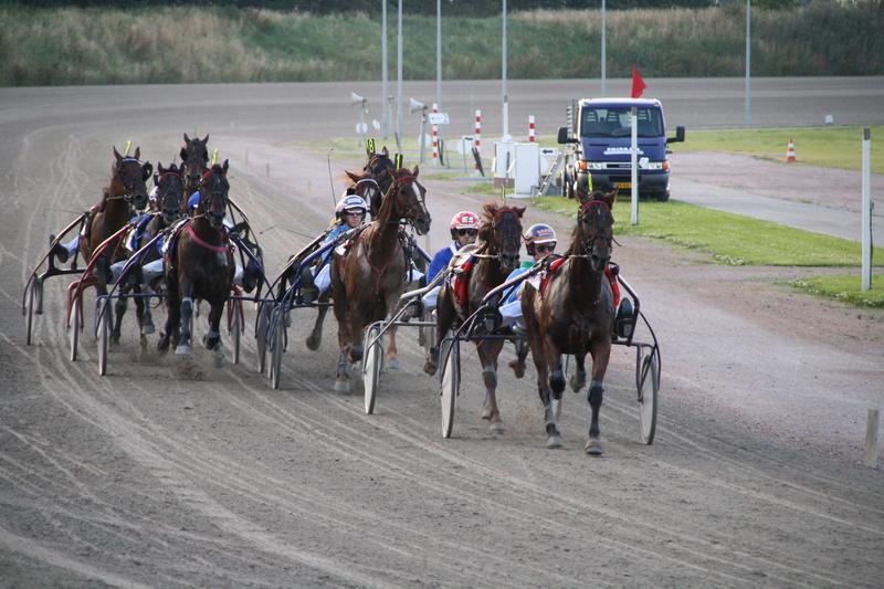 Speed, sensation, transportation, animal wildlife, group of animals, Trotting Track, domestic animals, horseback riding, ride, Trotters, activity, Race