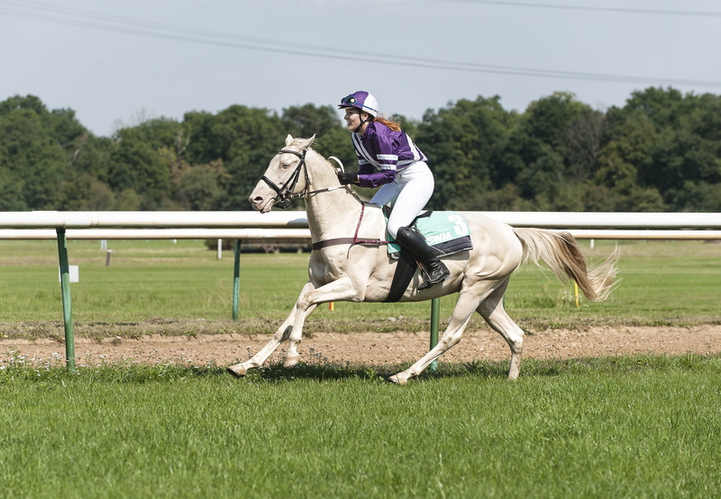 winning, horse Racing, sports Track, grass, animal themes, thoroughbred Horse, herbivorous, horsewoman, jockey, animal Sport, pets, plant, real people