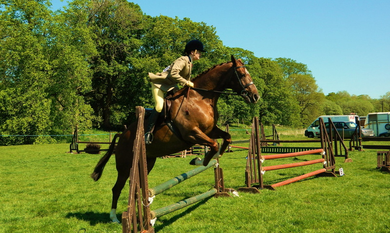 recreational, hobby, purebred, time, sport, western, mount, rider, foal, saddle, one animal, vertebrate, training, competition, jockey, herbivorous, nature