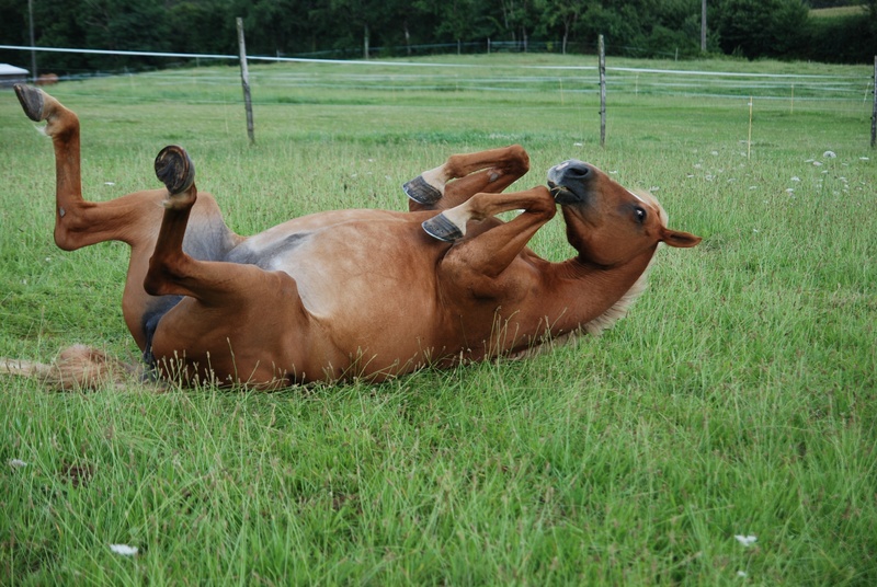 livestock, mare, plant, pre, grass, field, domestic animals, land, day, animal wildlife, on the back, vertebrate, prairie, farm, green, animal, equine