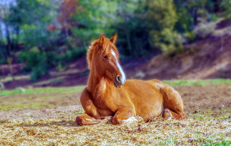 domestic, colt, field, horse, animal, mammal, nature, brown, 2K, vertebrate, horse riding, green, land, animalia, day, focus on foreground, brown hair