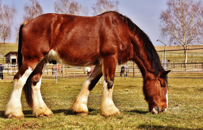 ranch, animal themes, big horse, paddock, pets, coupling, no people, plant, horse, agriculture, day, animal wildlife, livestock, meadow, nature, domestic animals