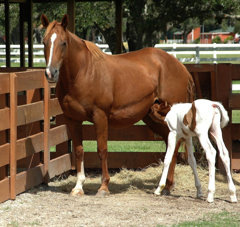 outdoors, animal wildlife, 1080P, mammal, brown, barrier, pets, ranch, standing, domestic, nature, paddock, farm, countryside, animal themes, equine, mare