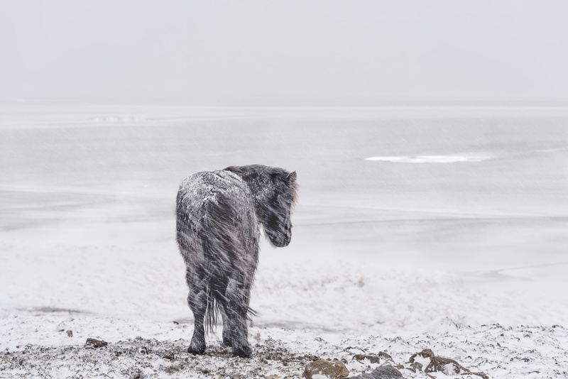 cold, winter, animals, 1080P, snow, horse, landscape
