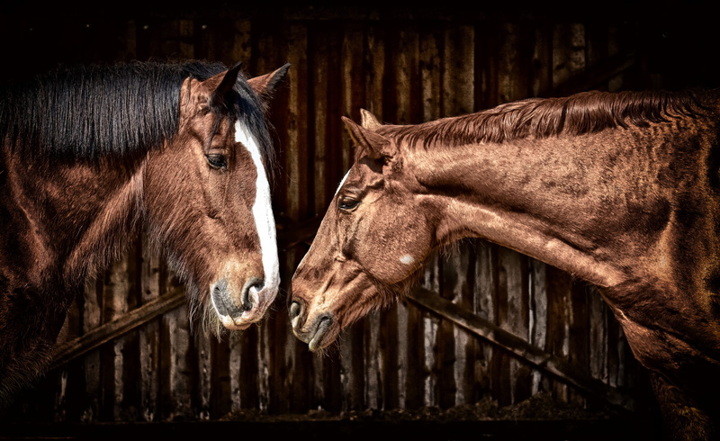 horse stable, animals, one animal, no people, shire horse, friendship, 4K, pets, wood - material, horses, domestic animals, animal, brown, mammal, animal themes