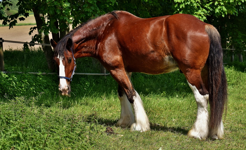 domestic, 5K, vertebrate, no people, shire horse, livestock, animal themes, big horse, mammal, wildlife photography, herbivorous, coupling, pets, meadow