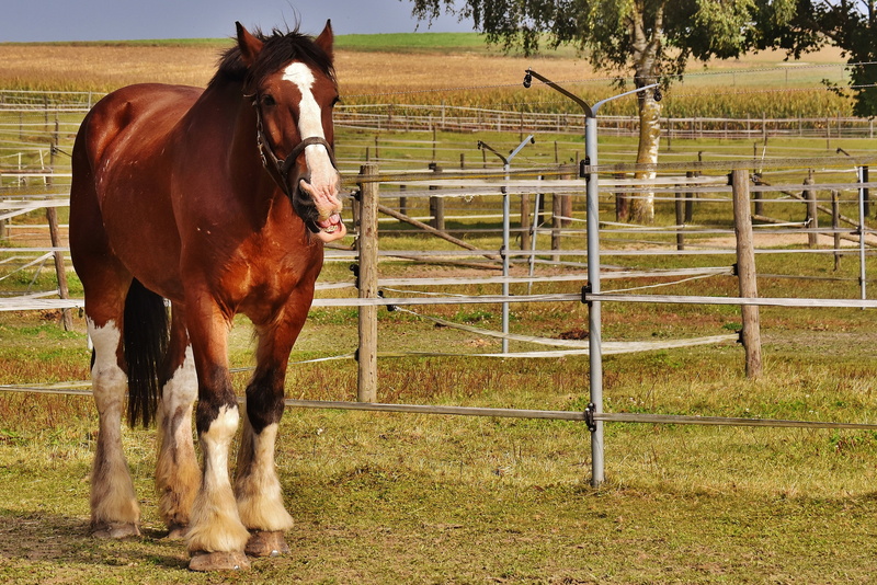 animal wildlife, animal world, standing, coupling, domestic animals, big horse, ride, no people, day, brown, vertebrate, domestic, animal, land, paddock