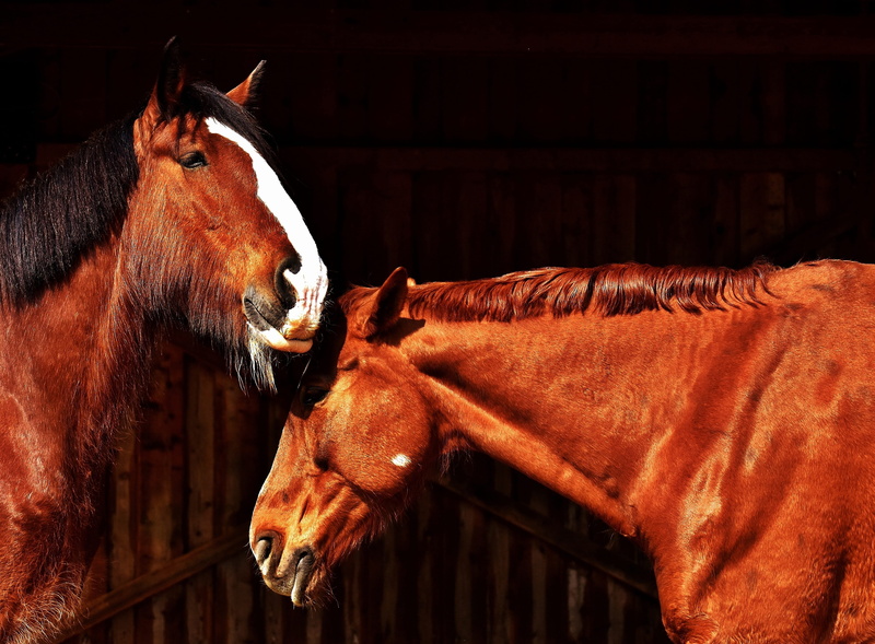 indoors, animals, profile view, herbivorous, working animal, close-up, one animal, animal pen, pets, no people, animal head, horse, brown, 4K, horse stable