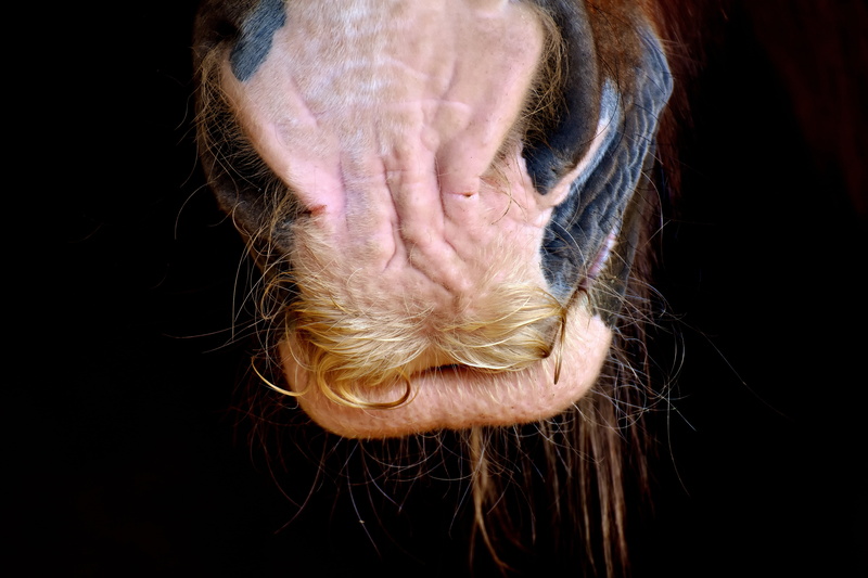 human body part, one man only, one animal, human hair, black background, facial hair, domestic animals, horse, studio shot, nose, animal world, close-up