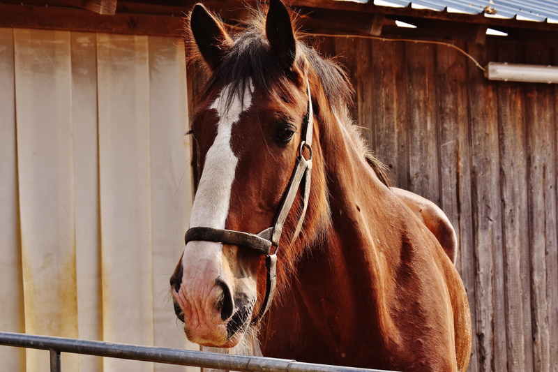 day, one animal, horse cart, barrier, wildlife photography, domestic, animal themes, animal, big horse, ride, 5K, stable, meadow, animal body part, animal world