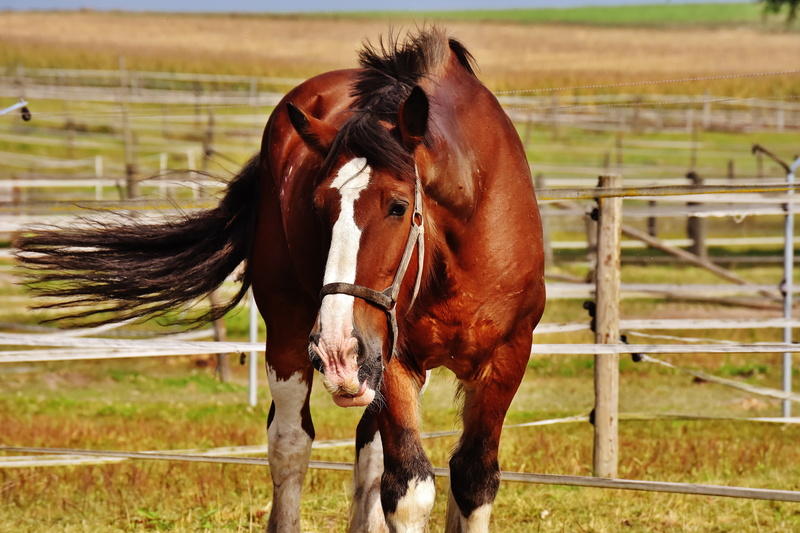 big horse, ranch, domestic, animal head, wildlife photography, land, domestic animals, shire horse, horse, animal themes, ride, vertebrate, one animal
