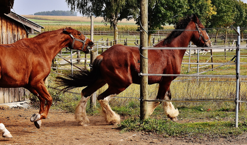 mammal, animal wildlife, livestock, animal world, wildlife photography, animal themes, galloping, 4K, day, race, vertebrate, coupling, domestic animals