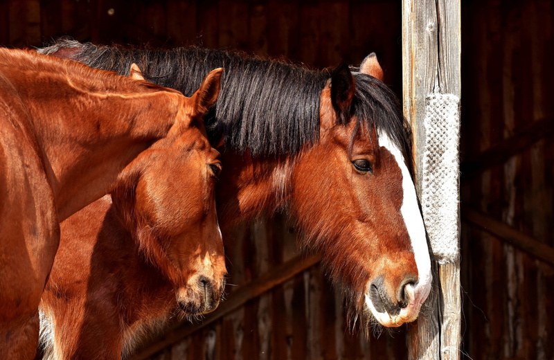 barrier, animal, animal body part, group of animals, horse stable, domestic, pets, horse, pferdeportrait, animal wildlife, close-up, 4K, two, one animal