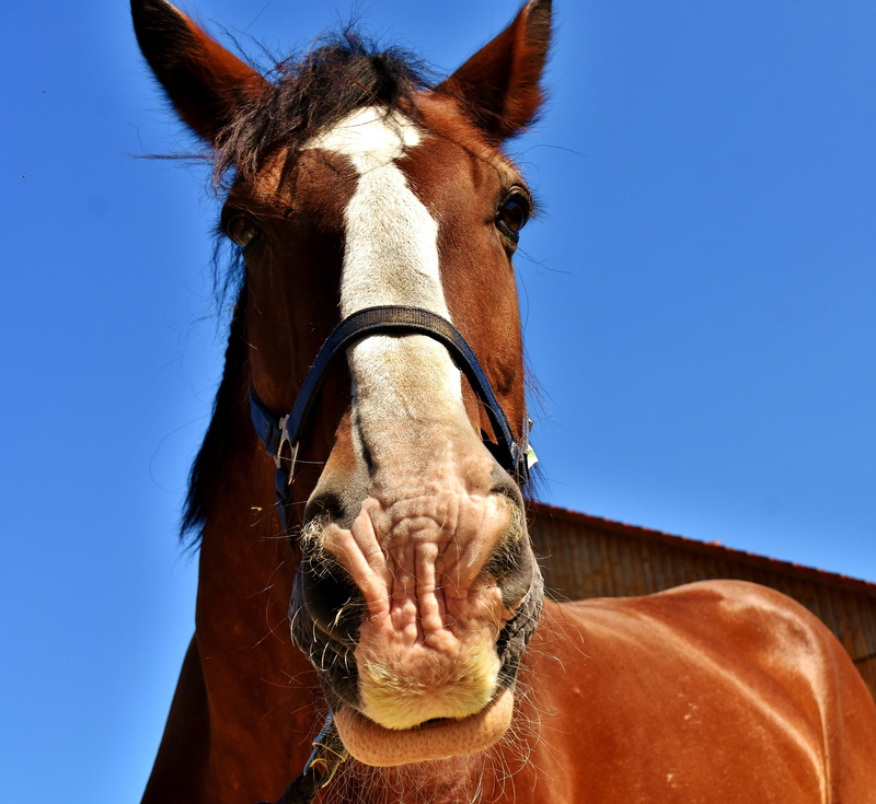 vertebrate, ride, animal themes, blue, brown, animal mouth, black, no people, perspective, animal, animal eye, animal wildlife, livestock, wildlife photography