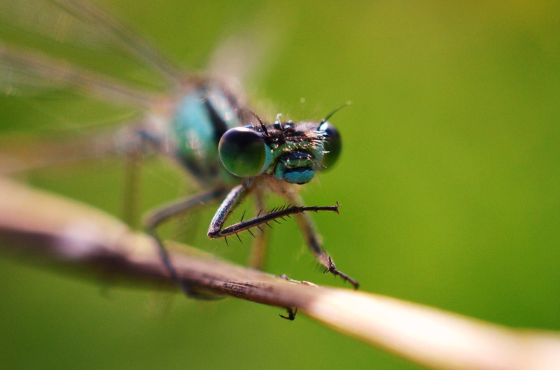 Shire Brook, close-up, animal, macro, skimmer, wildlife, blue skimmer, Valley, selective, UK, animal Wing, Mr, Damselfly, Photography, 2K, Woods, dragonfly