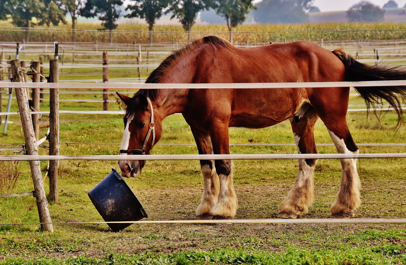 paddock, animal wildlife, shire horse, domestic animals, animal world, livestock, mammal, animal pen, land, pets, day, ranch, big horse, farm, fence, play