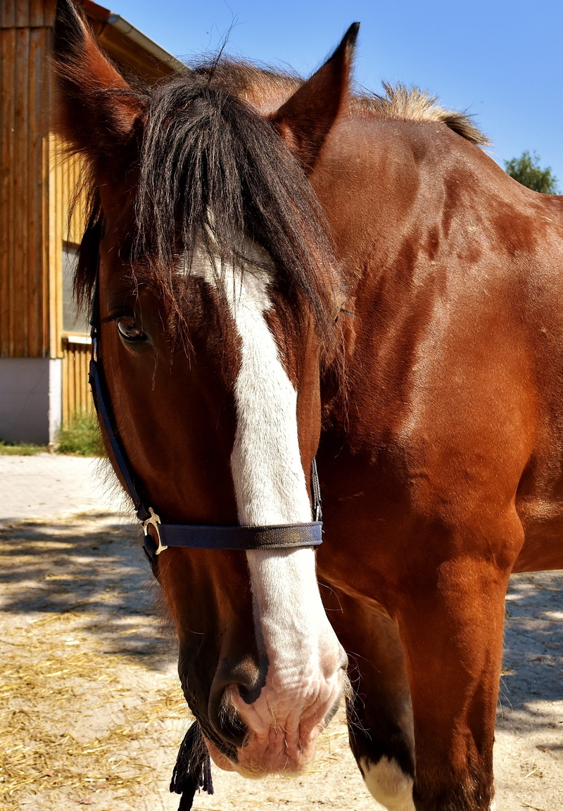 ride, day, herbivorous, brown, domestic, animal, reitstall, livestock, one animal, animal head, vertebrate, land, animal wildlife, nature, 2K, shire horse