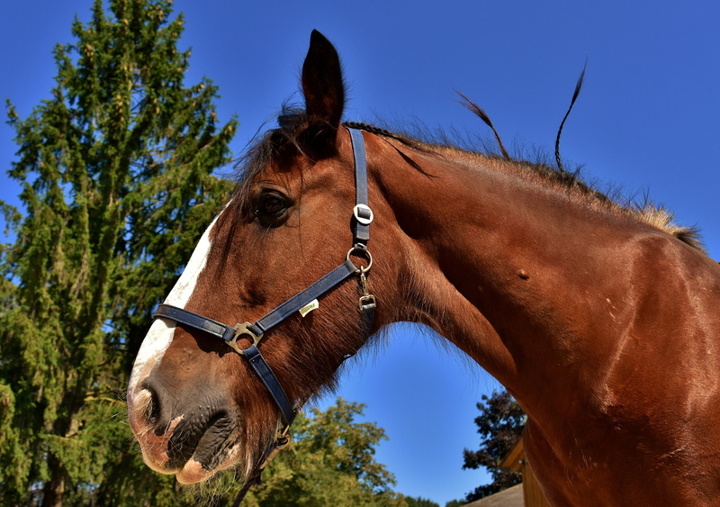 animal world, reitstall, daytime, pets, big horse, animal head, profile view, one animal, outdoors, herbivorous, animal themes, nature, coupling, blue