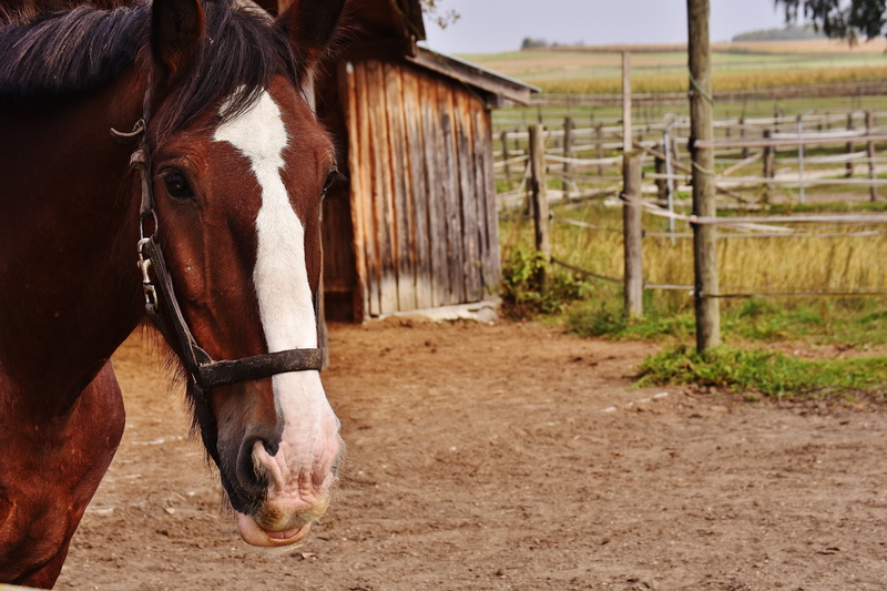 pets, animal world, herbivorous, animal pen, brown, shire horse, big horse, domestic, livestock, one animal, animal, land, fence, paddock, domestic animals