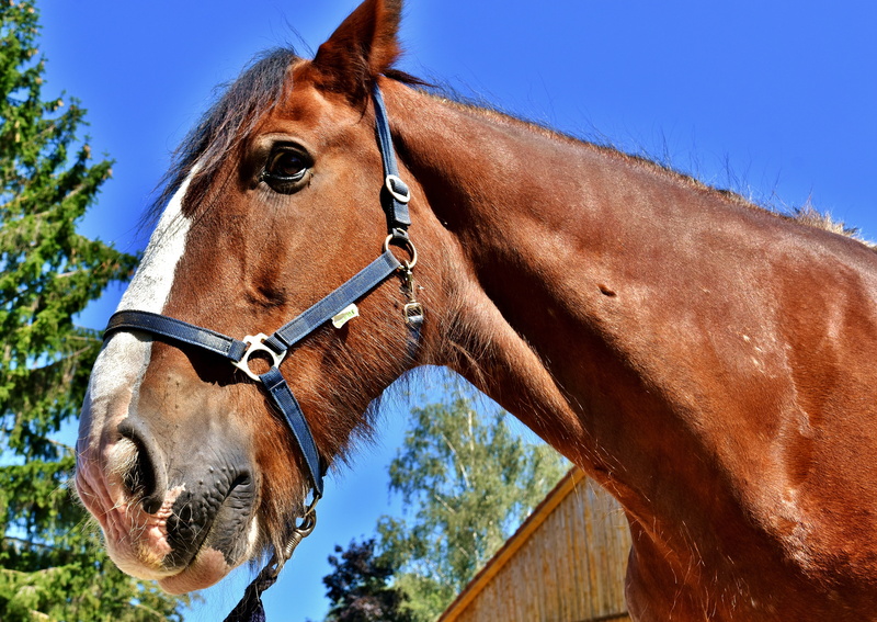 big horse, animal wildlife, animal world, domestic, animal eye, pets, vertebrate, no people, sky, animal, one animal, reitstall, 5K, ride, mammal, domestic animals