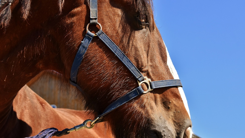 herbivorous, brown, pets, nature, big horse, animal head, animal, close-up, animal world, no people, reitstall, 5K, outdoors, domestic, horse, ranch, livestock